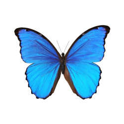Sticker Papillon bleu