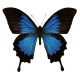 Autocollant Papillon bleu noir