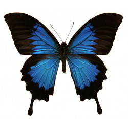 Autocollant Papillon bleu noir