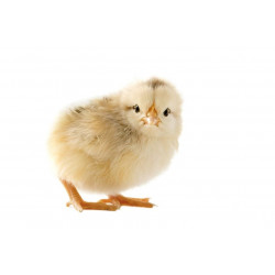 Autocollant Poussin chambre