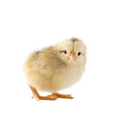 Autocollant Poussin chambre