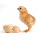 Sticker Poussin avec sa coquille