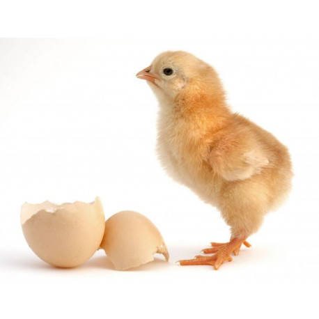 Sticker Poussin avec sa coquille