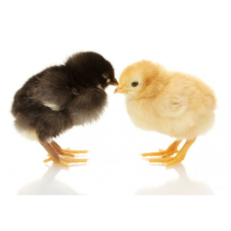 Sticker poussin couple