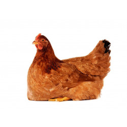 Sticker Poule rousse assise