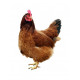 Sticker Poule rousse debout