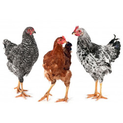 Sticker Poules en famille