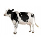 Sticker Vache