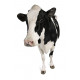 Sticker Vache de profil