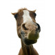 Sticker Cheval gros plan