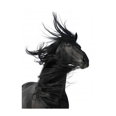 Sticker Cheval noir