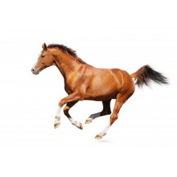 Sticker Cheval galop
