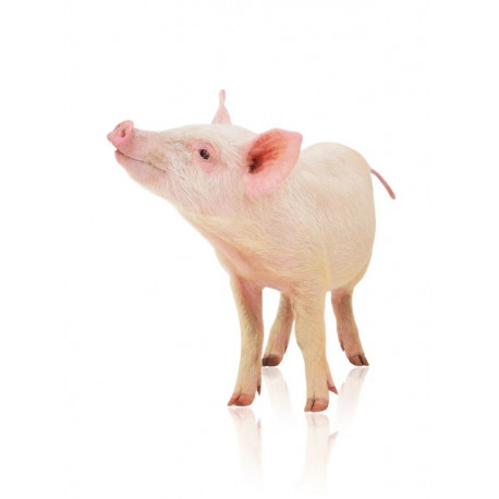 Sticker Cochon de profil