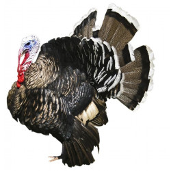 Sticker Dindon mural