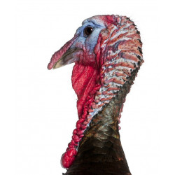 Sticker dindon tête