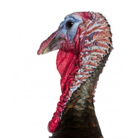 Sticker dindon tête