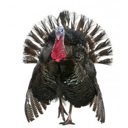 Sticker Dindon de face