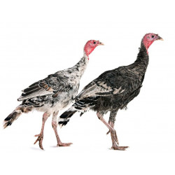 Sticker Dindons courent