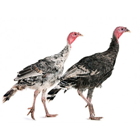 Sticker Dindons courent