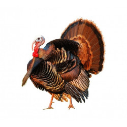 Sticker Dindon deco murale