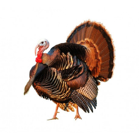 Sticker Dindon deco murale