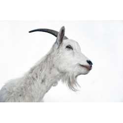 Sticker chèvre tête