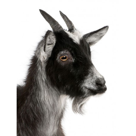 Sticker Chèvre grise