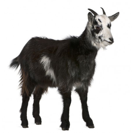 Sticker Chèvre noire