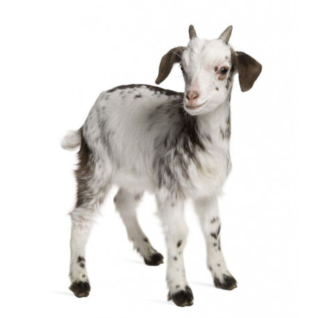 Sticker chèvre bébé