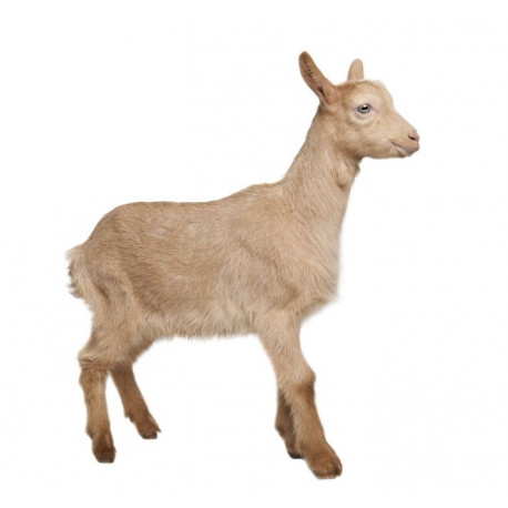 Sticker Chèvre petite