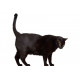 Sticker Chat noir debout