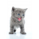 Autocollant muraux Chaton miaule