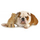 Sticker Chat et bulldog