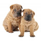 Sticker Chiots bulldog