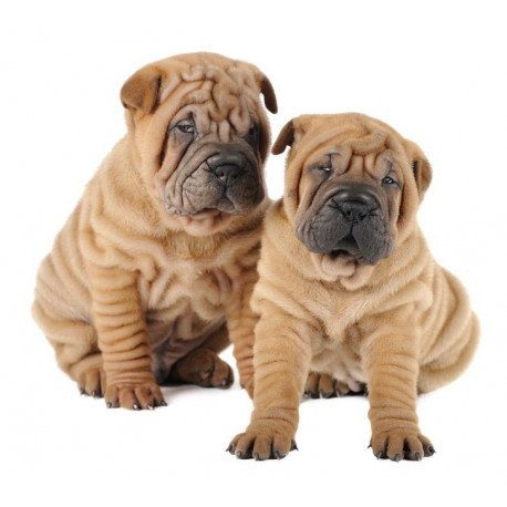 Sticker Chiots bulldog