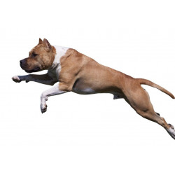 Autocollant Chien Terrier