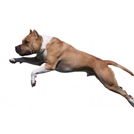 Autocollant Chien Terrier