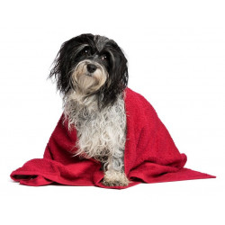 Sticker muraux Havanese chien