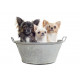 Sticker Chien Chihuahuas
