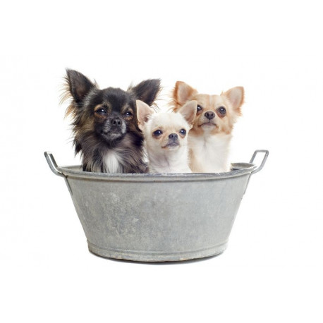 Sticker Chien Chihuahuas