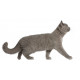 Sticker Chat British Shorthair deco