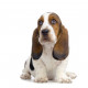 Sticker Chien Basset