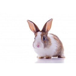 Autocollant Lapin Blanc et Gris