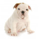 Autocollant Bulldog blanc