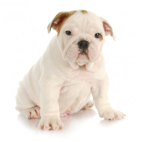 Autocollant Bulldog blanc
