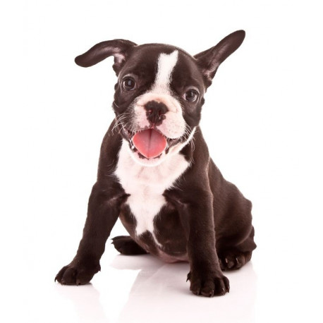 Sticker Chien Bulldog noir assis