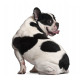 Autocollant Bulldog noir et blanc