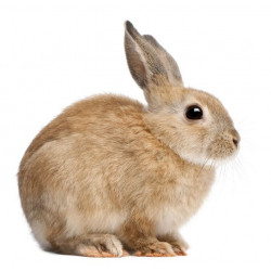 Sticker Lapin de profil