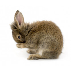 Sticker Lapin se lave