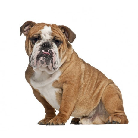 Autocollant mural Bulldog